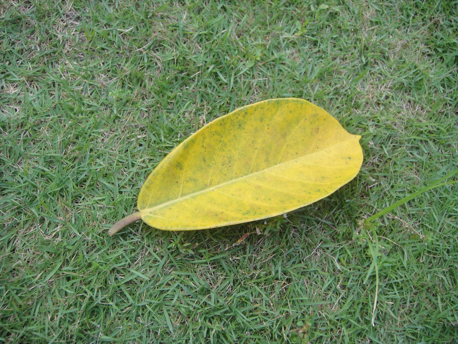 Ảnh 4.