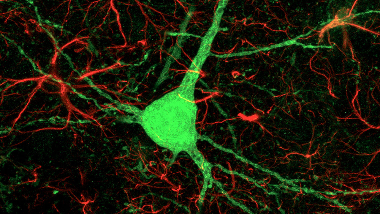 ca_1116NID_Astrocytes_Neurons_online