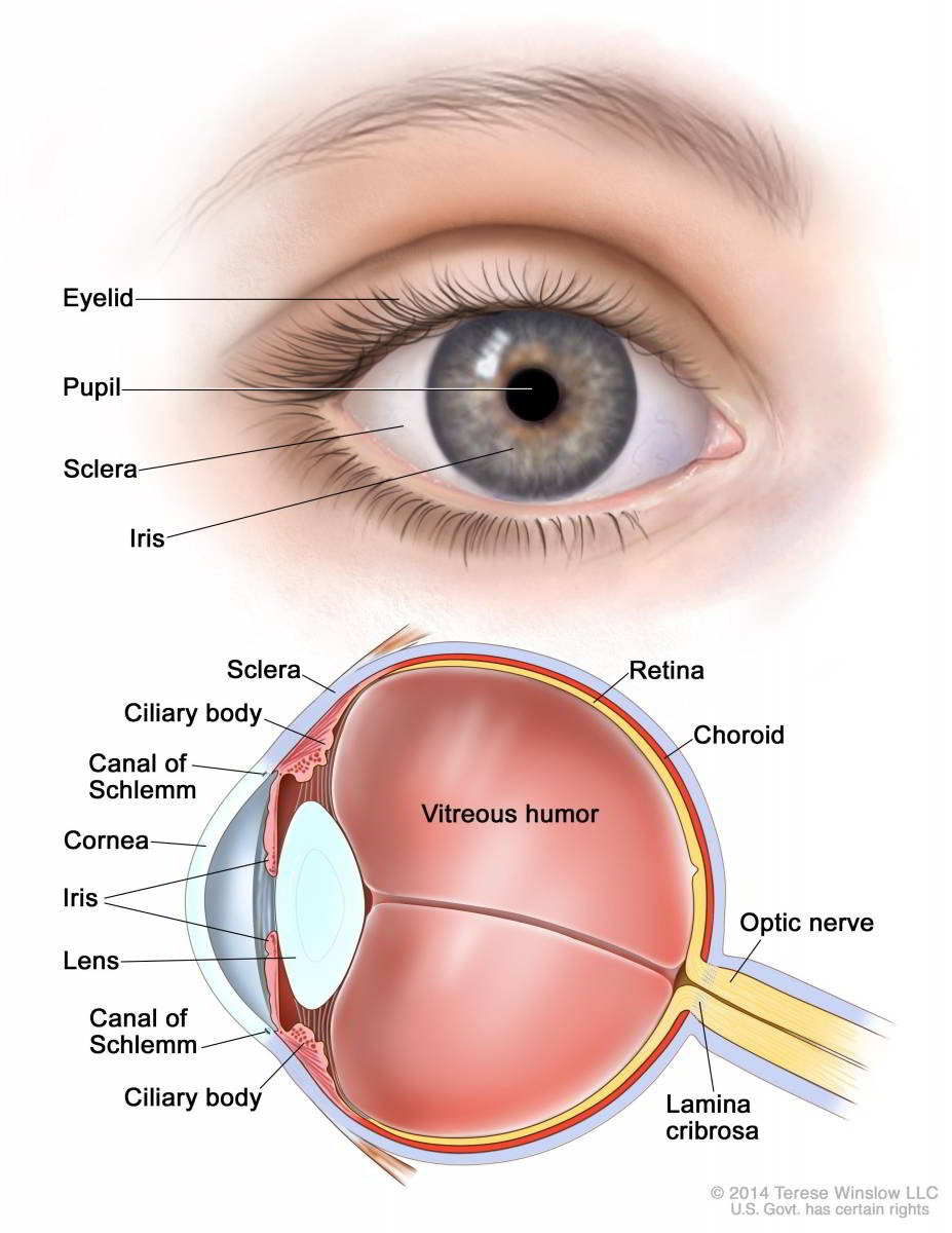 Ung thư mắt là gì? Nguyên nhân, dấu hiệu và cách điều trị bệnh - Ảnh 1.