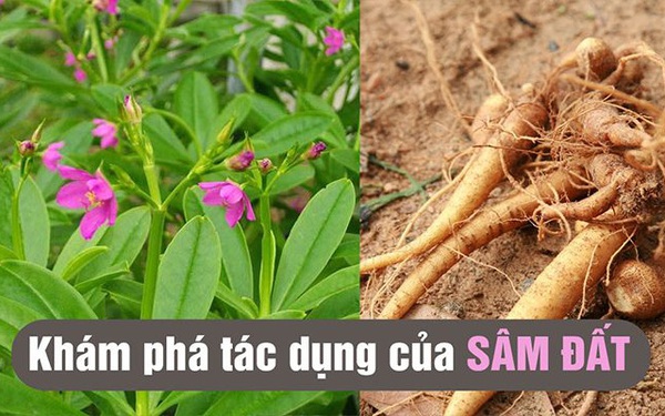 Củ sâm đất là gì? Tác dụng của củ sâm đất có thật sự thần kỳ như lời đồn