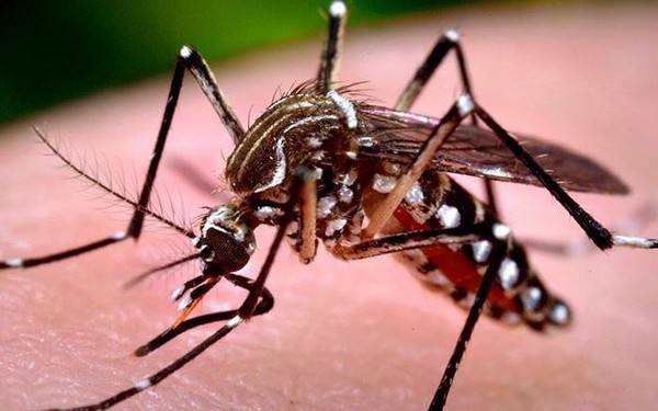 Muỗi đốt gây bệnh sốt xuất huyết chỉ ở các khu vực nhiệt đới?
