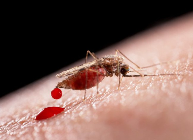 Tìm hiểu nguyên nhân vì sao bệnh sốt rét hay xảy ra ở miền núi? - Ảnh 4.