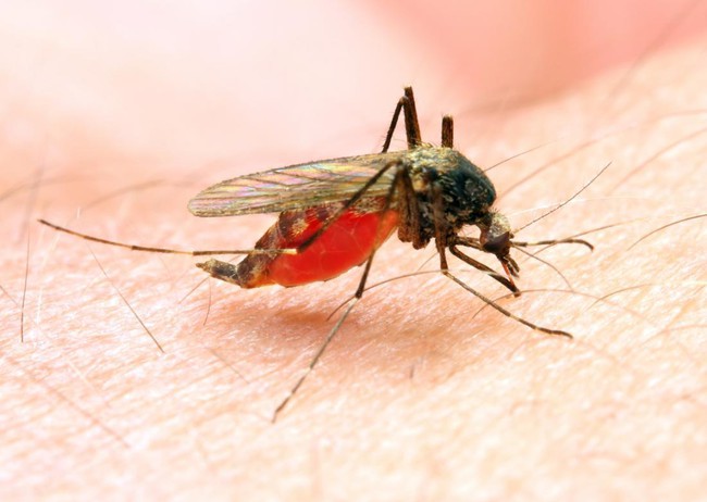 Tìm hiểu nguyên nhân vì sao bệnh sốt rét hay xảy ra ở miền núi? - Ảnh 2.