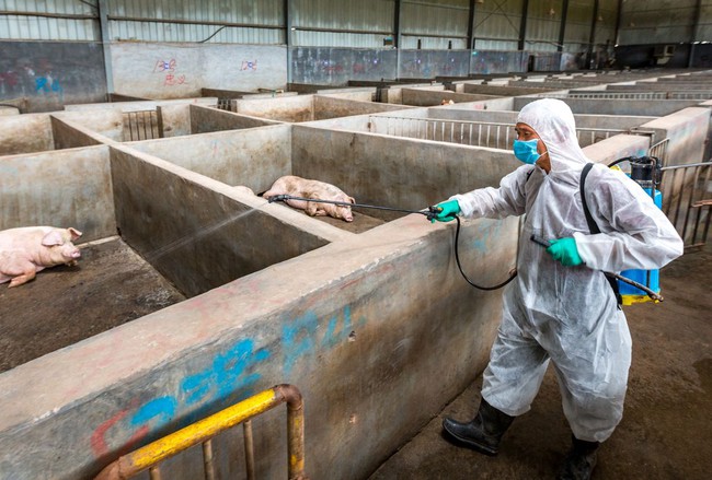 Những lo ngại trước chủng virus Ebola ở lợn có khả năng lây nhiễm sang con người - Ảnh 2.
