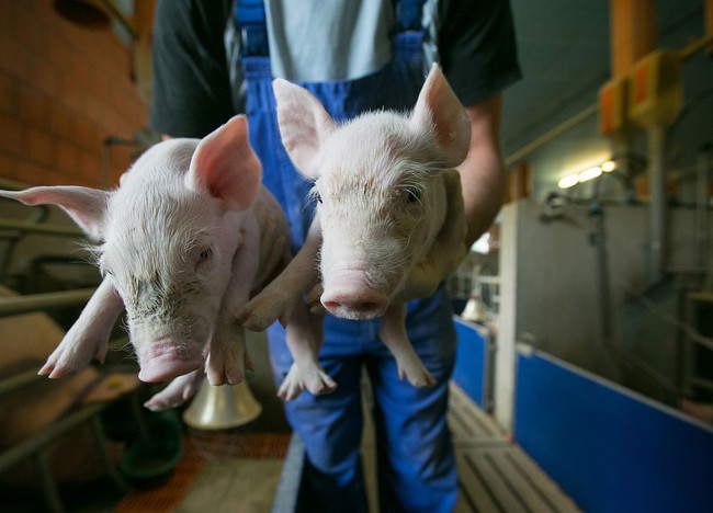 Những lo ngại trước chủng virus Ebola ở lợn có khả năng lây nhiễm sang con người - Ảnh 3.