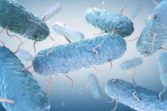 Điểm danh 7 loại vi khuẩn gây ngộ độc phổ biến - Ảnh 4.