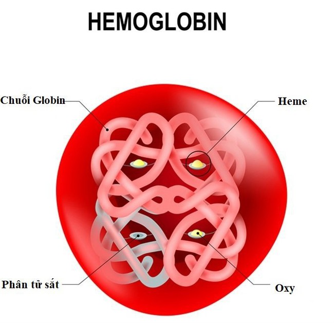 Hemoglobin là gì? Những điều cần biết về xét nghiệm Hemoglobin - Ảnh 2.