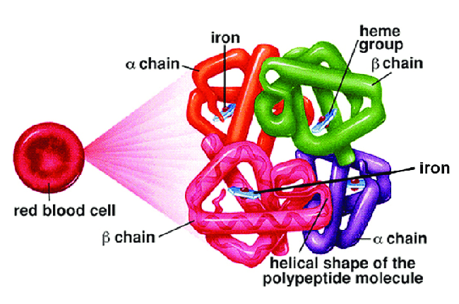 Hemoglobin là gì? Những điều cần biết về xét nghiệm Hemoglobin - Ảnh 1.