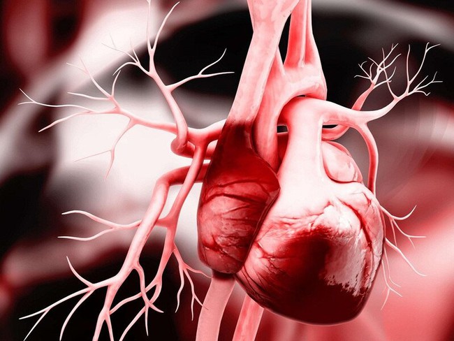 Điểm danh 5 cách phòng bệnh tim mạch ở người già hiệu quả  - Ảnh 2.