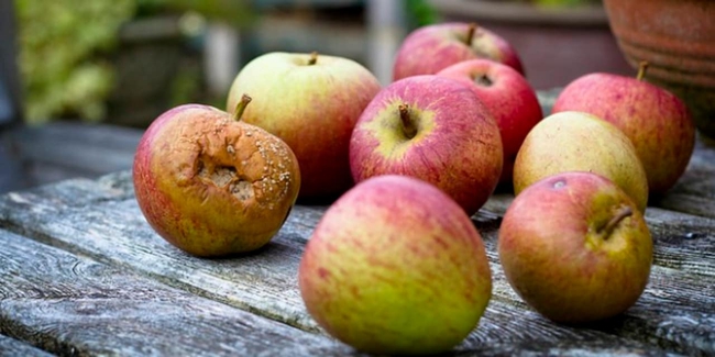 Trái cây vào mùa hè thơm ngon, bổ dưỡng nhưng tiếc của ăn các loại quả này có thể gây ung thư - Ảnh 2.