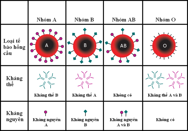 Hiểu đúng và đủ về các nhóm máu hiếm hiện nay như thế nào? - Ảnh 3.