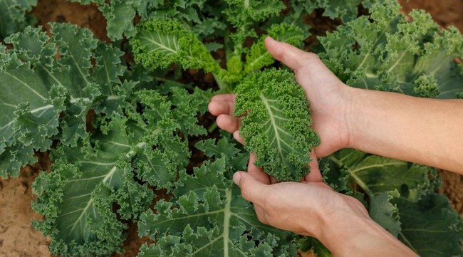 Chuyên gia gợi ý một loại rau xanh nên bổ sung khi cúm và cảm lạnh vào mùa - Ảnh 5.