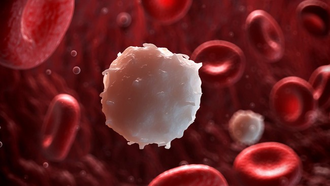 Nhiễm trùng máu có phải là ung thư máu không? Phân biệt nhiễm trùng máu và ung thư máu - Ảnh 2.