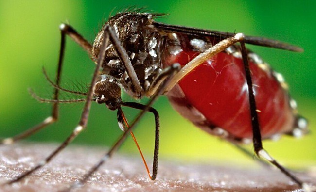 Muỗi truyền bệnh sốt xuất huyết có tên là gì? - Ảnh 2.