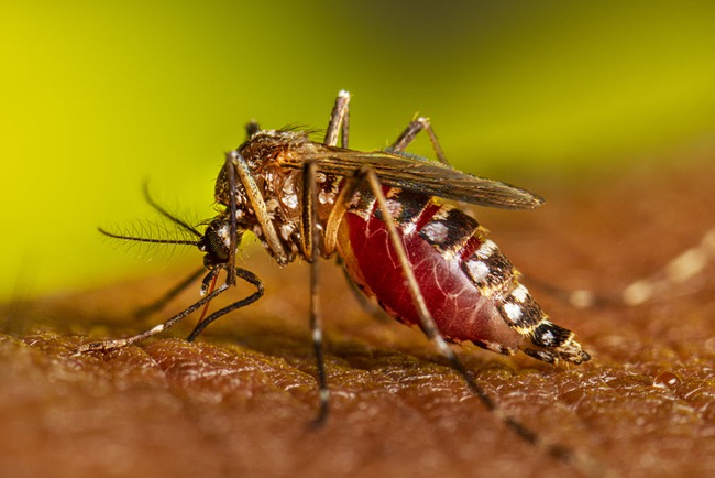 Muỗi truyền bệnh sốt xuất huyết có tên là gì? - Ảnh 1.