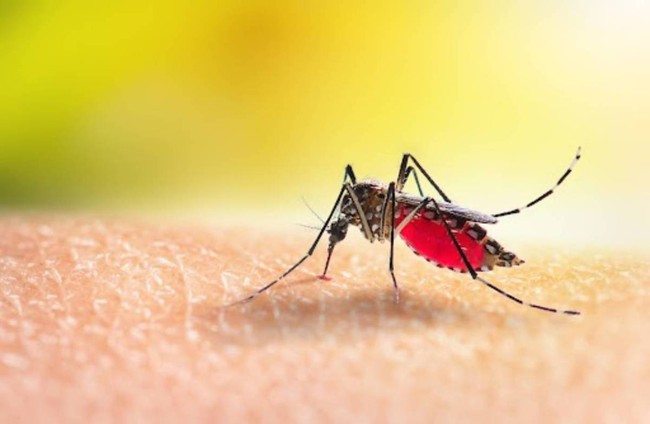 Tái nhiễm virus dengue có thể làm bệnh sốt xuất huyết nghiêm trọng hơn - Ảnh 2.