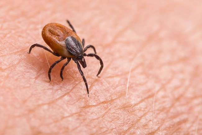 10 bệnh lý lây truyền từ bọ ve mà mọi người cần cẩn trọng - Ảnh 5.