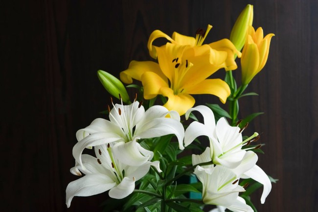 Cẩn thận các loại hoa trưng bày trong ngày Tết có thể gây dị ứng cho gia đình - Ảnh 3.