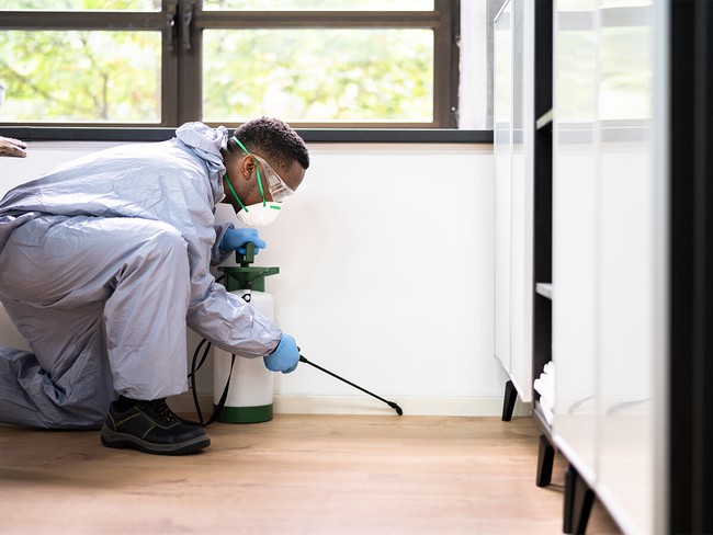 5 lưu ý khi dùng thuốc diệt côn trùng trong nhà để tránh gây hại cho sức khoẻ - Ảnh 3.