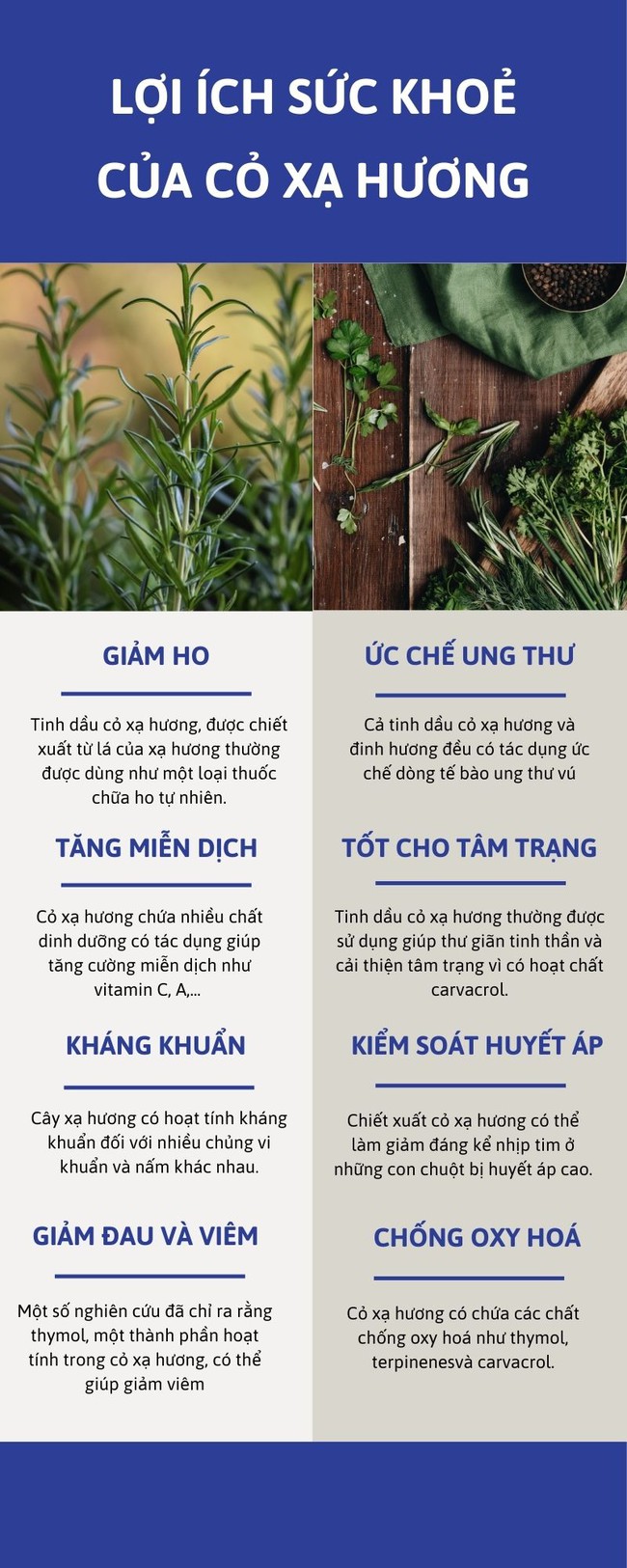 8 lý do bạn nên bổ sung cỏ xạ hương vào chế độ ăn uống trong thời điểm giao mùa - Ảnh 4.