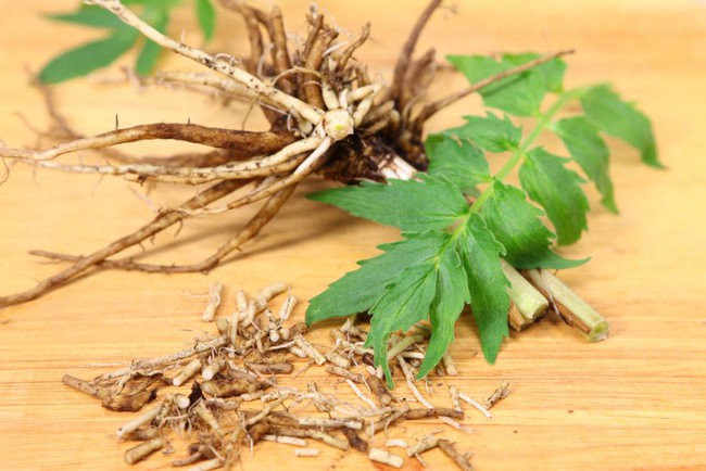 Loại rễ cây là &quot;thuốc ngủ tự nhiên&quot;, giúp ngủ ngon, an thần và hạ huyết áp - Ảnh 3.