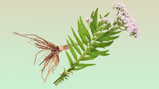 Loại rễ cây là &quot;thuốc ngủ tự nhiên&quot;, giúp ngủ ngon, an thần và hạ huyết áp - Ảnh 4.