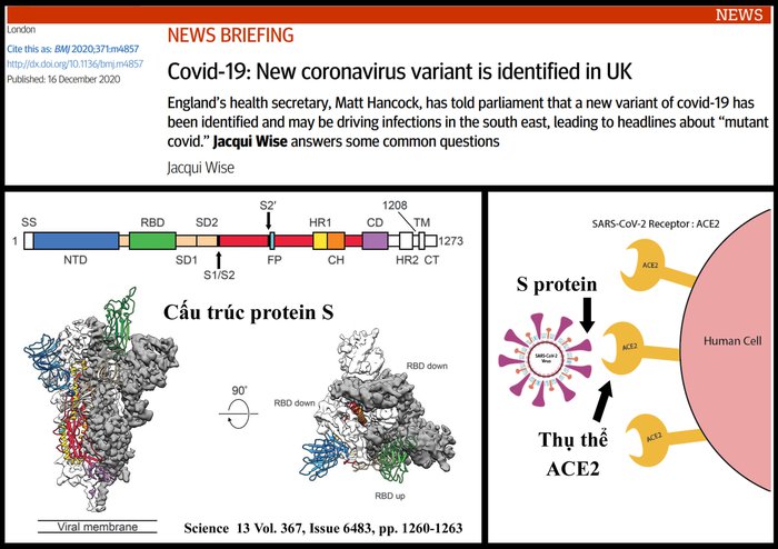 Biến thể mới của virus nCoV (SARs-CoV-2) ở Anh đáng lo ngại như thế nào?  - Ảnh 2.