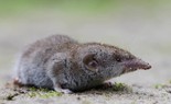 Triệu chứng nhiễm virus Langya lây từ chuột chù sang người ở Trung Quốc