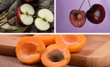 4 loại trái cây không nên ăn hạt vì có chứa chất độc, có loại còn gây hôn mê do hạ đường huyết