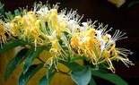 Cách làm 10 loại nước giải khát cho ngày nắng nóng từ cây cỏ vườn nhà