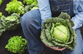 10 tác dụng ấn tượng của bắp cải - loại rau mùa lạnh được ví như thuốc tăng lực cho hệ miễn dịch