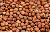 Thứ hạt từ loại rau được ví là "nhân sâm", giúp giải độc gan, hạ huyết áp và phòng ngừa ung thư