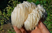 Loại nấm có mũ mọc sợi như tóc, là dược liệu quý cực tốt cho sức khỏe
