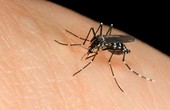 Mách bạn cách nhận diện muỗi thường và muỗi truyền bệnh sốt xuất huyết
