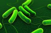 Vi khuẩn HP là gì? 5 điều cần biết về vi khuẩn HP