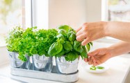 5 loại gia vị thảo mộc giúp bảo vệ sức khỏe tốt nhất khi thời tiết thay đổi thất thường