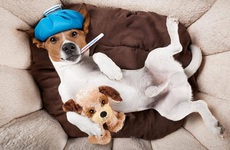 Bệnh cúm chó là gì? Từ A- Z về bệnh cúm chó