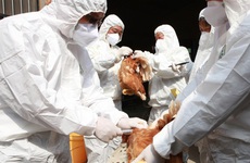 FAO và WHO khuyến nghị Việt Nam cần cảnh giác với chủng cúm A (H5N8) lây từ gia cầm sang người