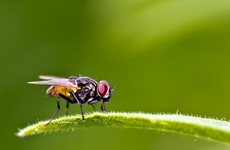 Nguy cơ mắc bệnh lây từ ruồi mùa hè tăng lên, cần phải làm gì?