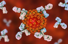 Các kháng thể tồn tại trong cơ thể bao lâu sau khi nhiễm COVID-19?
