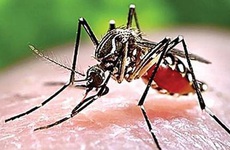 Những điều cần biết về cách phòng bệnh sốt rét
