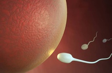 Nam giới có biết tinh trùng sống được bao lâu không?