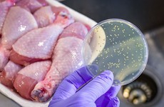 Thực phẩm nào có thể nhiễm khuẩn Salmonella - nguyên nhân được hướng đến trong vụ ngộ độc tại trường iSchool Nha Trang?