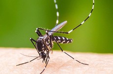 Muỗi truyền bệnh sốt xuất huyết có tên là gì?