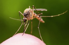 Chuyên gia chỉ ra đặc điểm khiến sốt xuất huyết cần đặc biệt lưu ý so với bệnh sốt thông thường