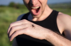 Nhện nhà có độc không? Xử lý như thế nào khi gặp nhện nhà?