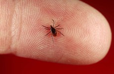 Bệnh Lyme: Những điều cần biết về căn bệnh mùa hè này