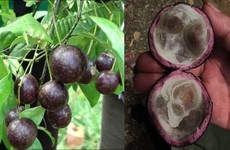 Quả hồng châu gây ngộ độc cho 11 trẻ ở Hà Giang có chứa chất kịch độc như lá ngón