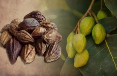 Quả kha tử: Ngâm loại quả này với mật ong trị ho rất tốt, có thể tăng cường miễn dịch và phòng bệnh nhiễm trùng