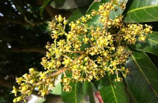 Những lợi ích sức khoẻ của hoa xoài có thể bạn chưa biết, tận dụng khi hoa đang nở rộ